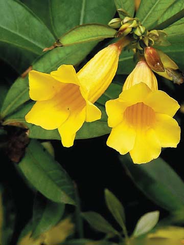 50+ Yellow Trumpet Flower Tree Australia Background