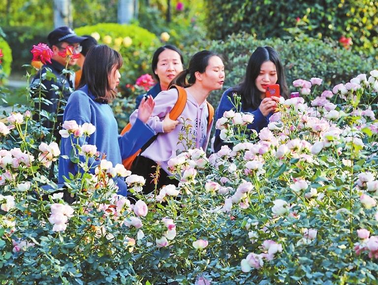 Chinese roses in full blossom