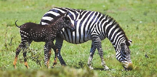 A Baby Zebra Stands on His Long Skinny Legs Photograph by Derrick Neill -  Pixels