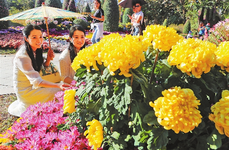 CHRYSANTHEMUMS ON SHOW