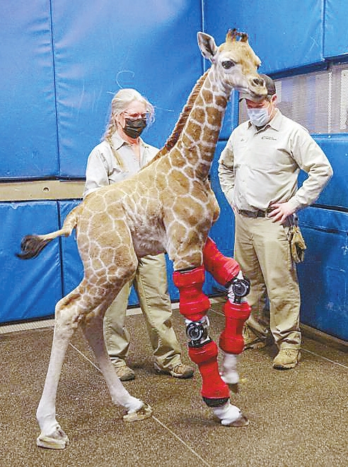 Giraffe baby grow deals next