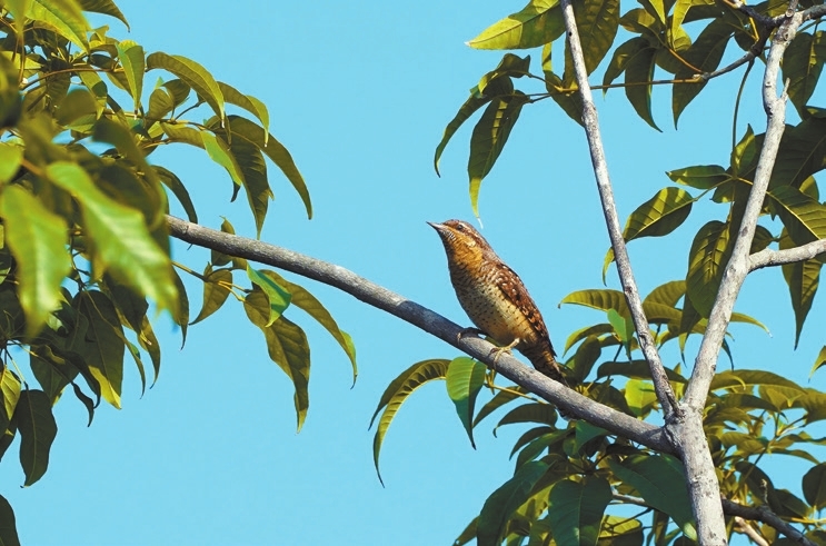 It&rsquo;s time for autumn birding