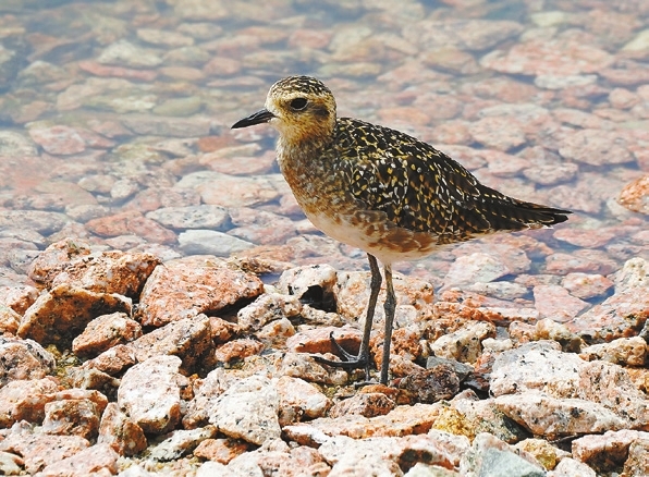 It&rsquo;s time for autumn birding