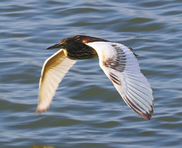 It&rsquo;s time for autumn birding