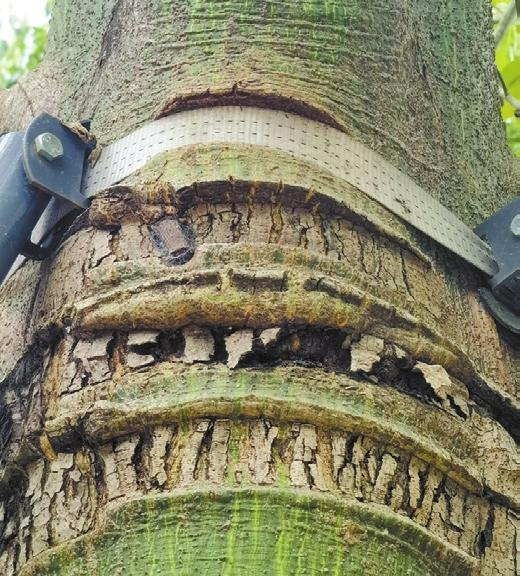 Citizen urges departments to ‘free trees’ _英文报