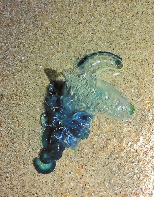 Toxic jellyfish spotted on beach_英文报