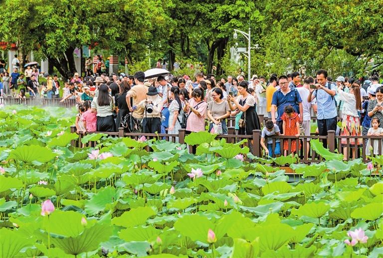 Lotus flower show draws 330,000 visitors_英文报